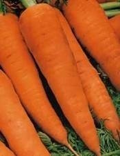 Морковь королева осени седек