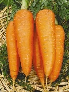 Морковь сорт московская зимняя