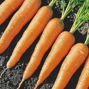 Морковь сорт роте ризен