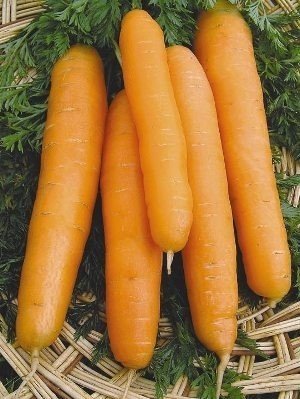 Морковь сорт самсон