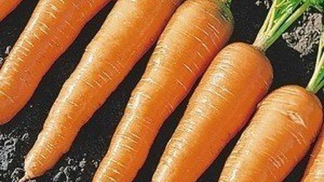 Сорта моркови с фото. Морковь для Подмосковья