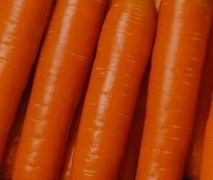 Сорт моркови рогнеда