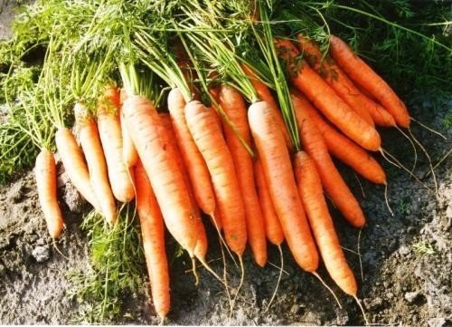 Сорт моркови несравненная