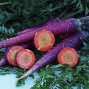 Морковь сорт драгон