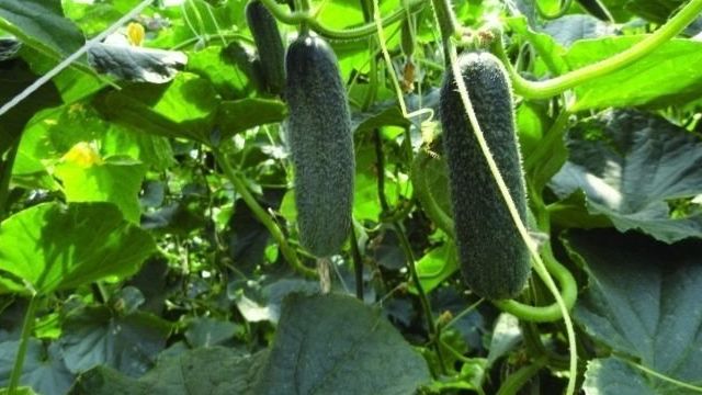 Характеристика сорта огурцов «Трилоджи» и особенности выращивания