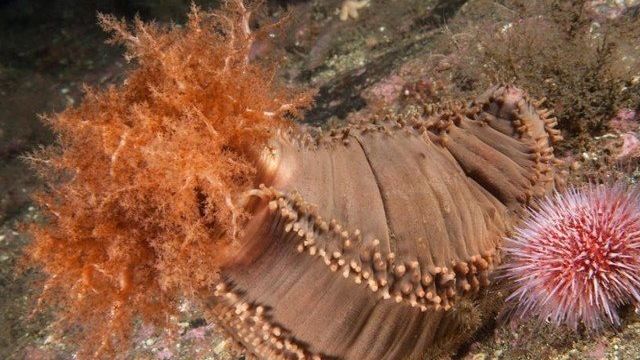 Морской огурец — что это такое, к какой группе животных относится