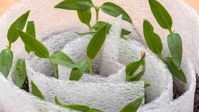 Посадка перца на рассаду в улитку: пошаговая инструкция по выращиванию