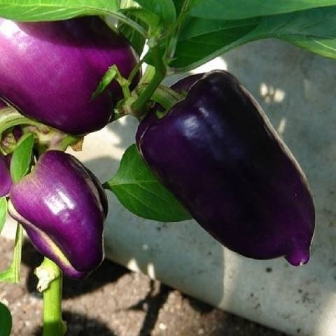 Перец lilac bell pepper