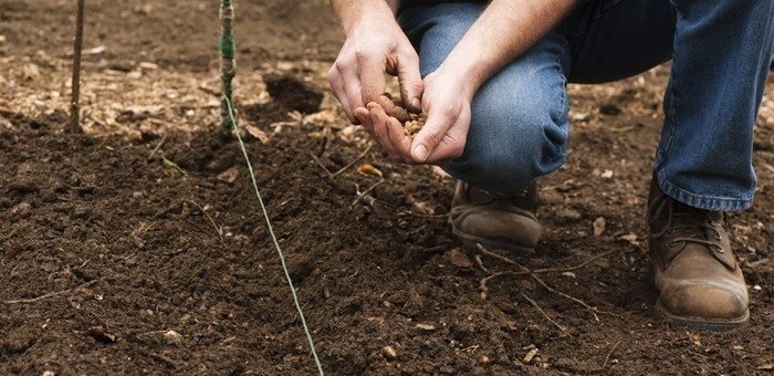 Подготовка земли для посадки кустами винограда осенью