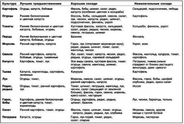 Соседство овощей на грядках таблица совместимости растений