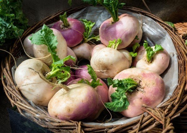 Сорт картошки редис