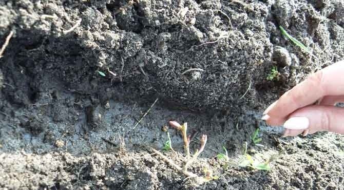 Дырки на грядке в почве