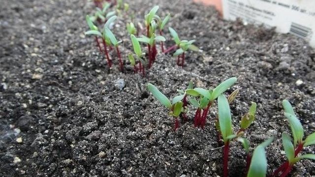 Технология посадки свеклы семенами в открытый грунт
