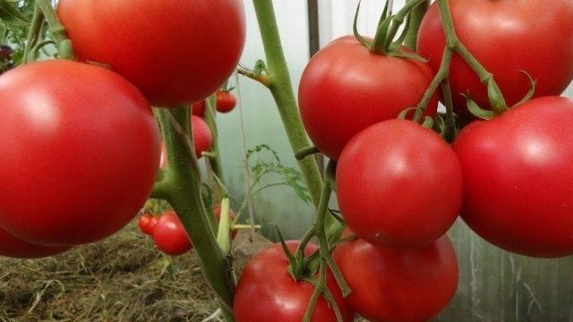 Как вырастить сорт томата “Сладкий мой”