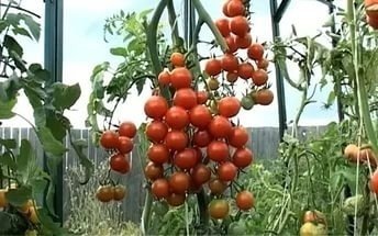 Красные мелкие помидоры