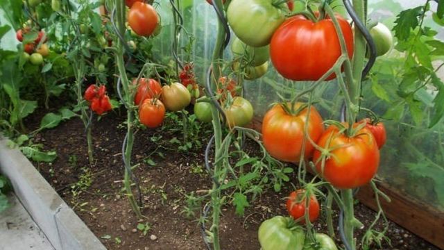Какие семена помидор лучше выращивать в различных климатических условиях