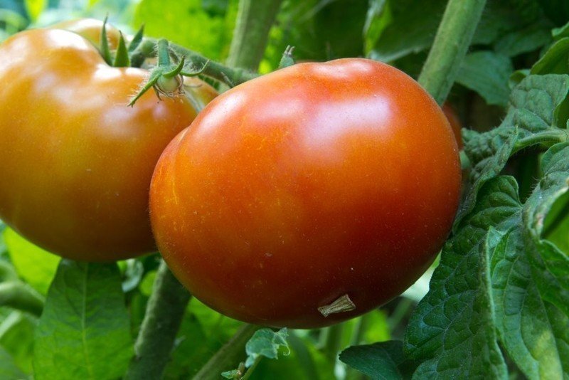 Сорт томатов король ранних
