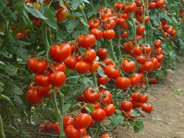 Сорт краснобай помидоры