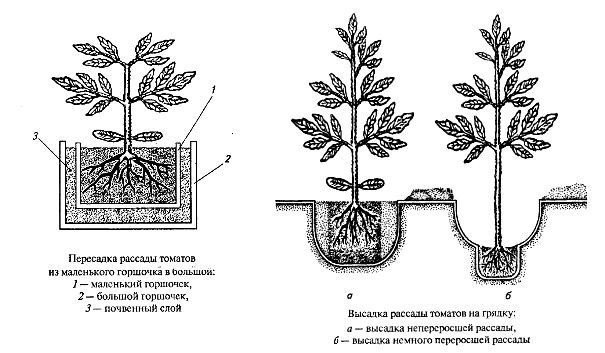 Высадка рассады томатов схема