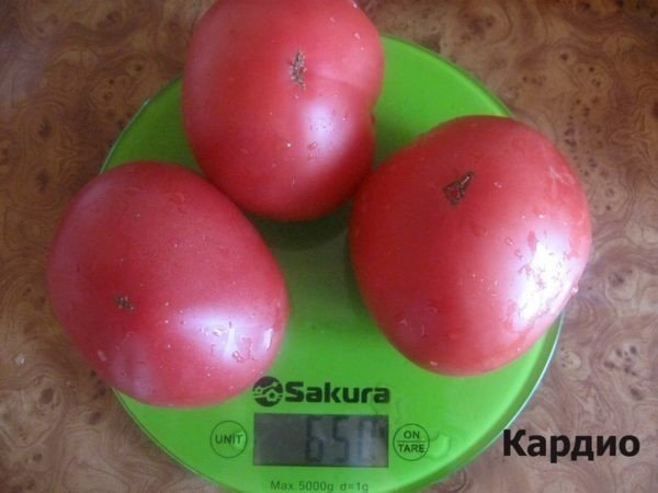 Сорт томатов «кардио»