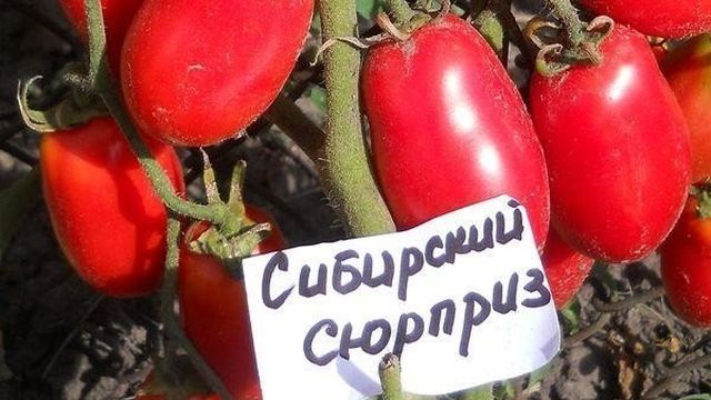 Томат «Праздничный F1»: описание и характеристики сорта, рекомендации по уходу за помидорами и борьба с вредителями