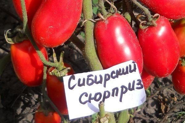 Сорт помидоров сибирский сюрприз