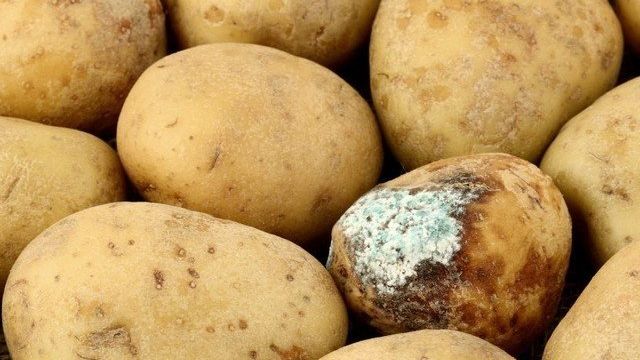 4 болезни: из-за чего гниет картофель в погребе