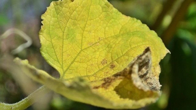 Болезни, голод или неправильный уход — как бороться с желтизной и сухостью листьев у огурцов