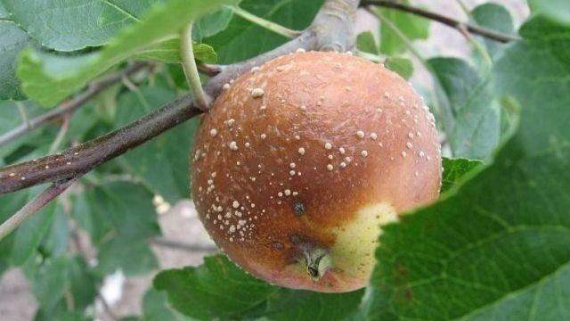 Гриб монилия (Monilia): причина монилиоза на плодовых деревьях