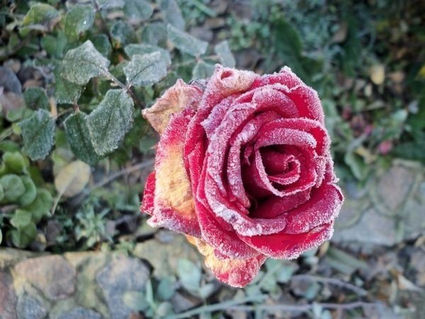 Мучнистая роса на розах лечение