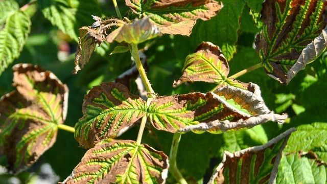 Курчавость листьев — описание болезни, эффективные препараты для лечения