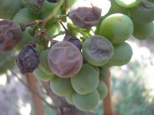 Ягода винограда пораженная милдью