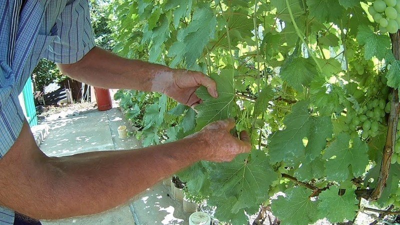 Обрабатывать виноград