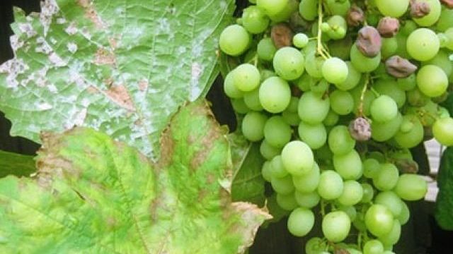 Оидиум винограда — фото и чем лечить