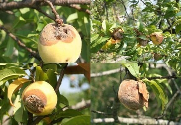 Яблоня гниение плодов на дереве