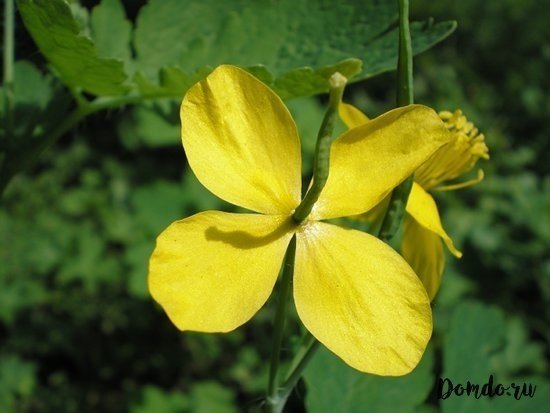 Желтые цветы похожие на чистотел