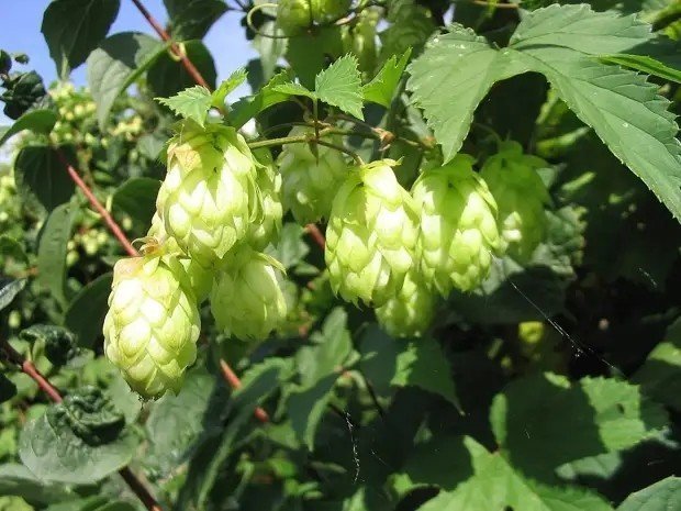 Humulus lupulus plant