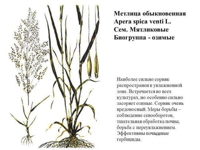 Растение мятлик луговой характеристика