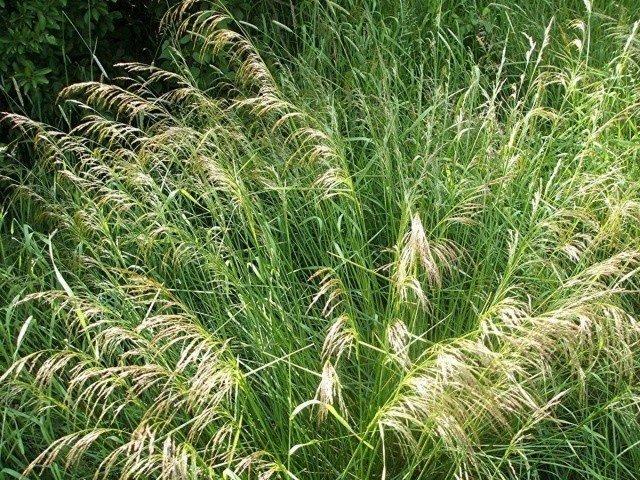 Щучка дернистая deschampsia cespitosa