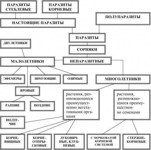 Классификация сорных растений схема