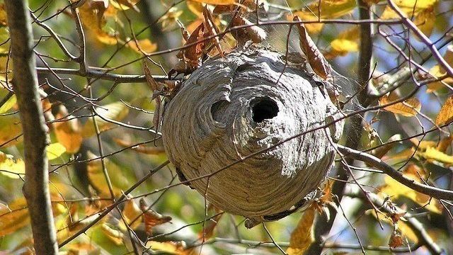 Как убирают гнездо шершней во дворе или в доме
