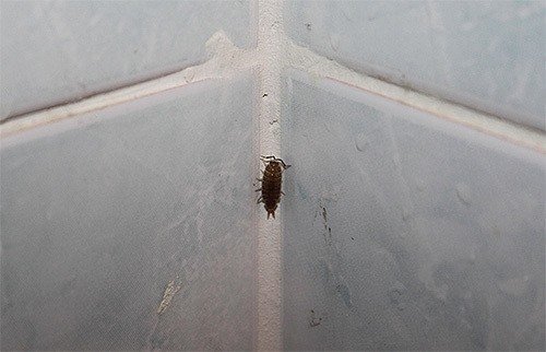 Мокрица насекомое в квартире