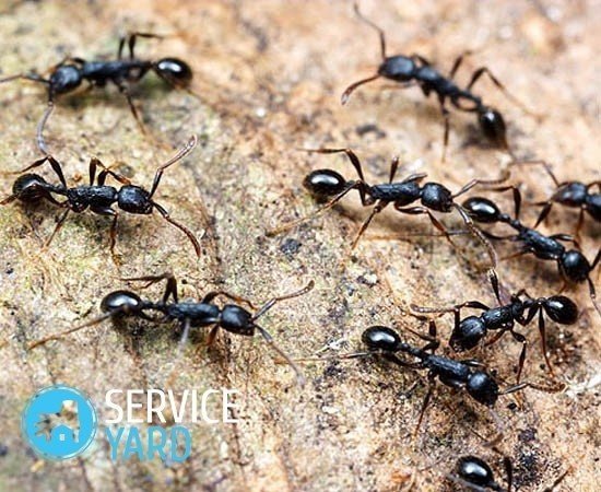 Большие черные муравьи