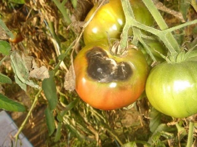 Фитофтороз альтернариоз томатов