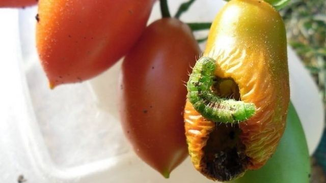 Основные болезни и вредители томатов в открытом грунте
