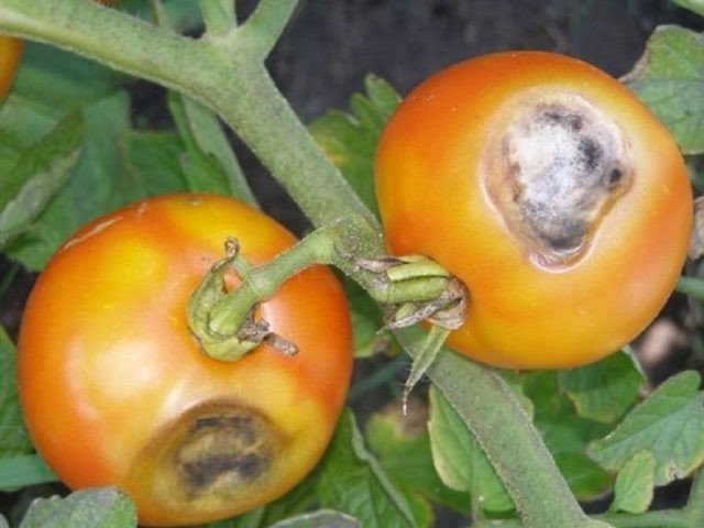 Вершинная гниль на помидорах