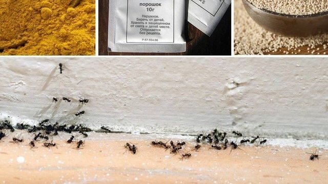 Средства от муравьев в доме на даче