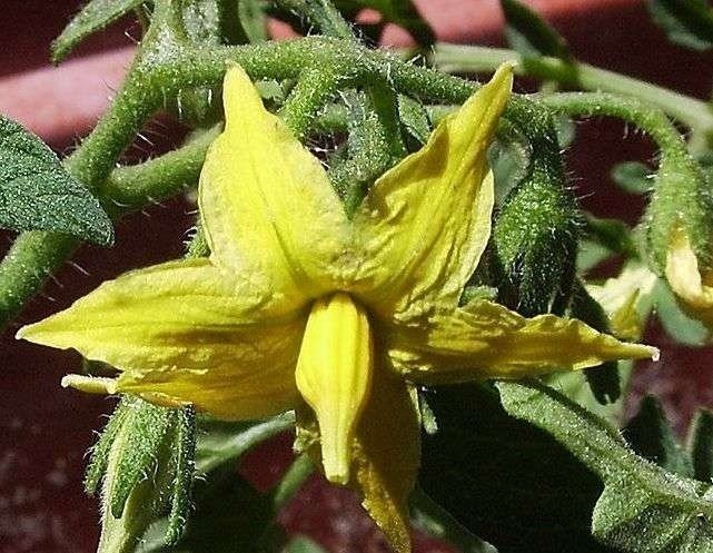 Цветок самоопыляемого помидора