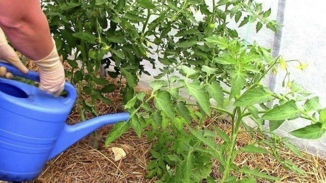 Почему помидоры в теплице цветут, но не завязываются