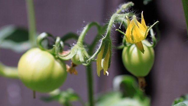 Почему помидоры в теплице не формируют плодовую завязь